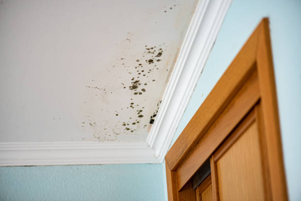 Mold Removal and Inspection in Florida, NY
