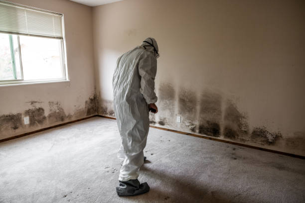 Mold Removal Process in Florida, NY